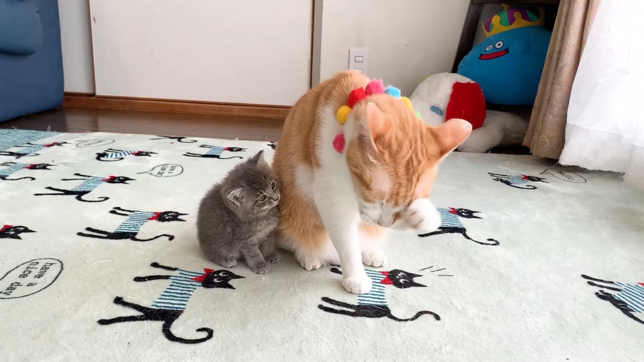 成猫を見つめる子猫