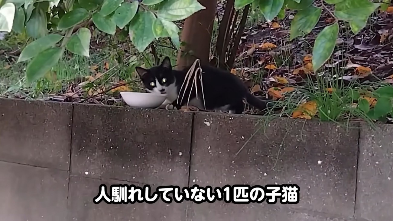 外にいるハチワレ猫