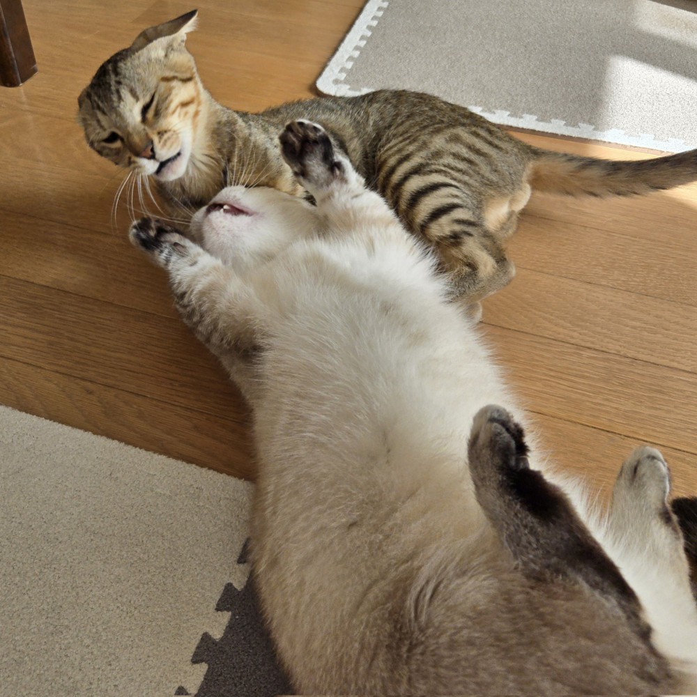 攻撃されて渋い表情の猫