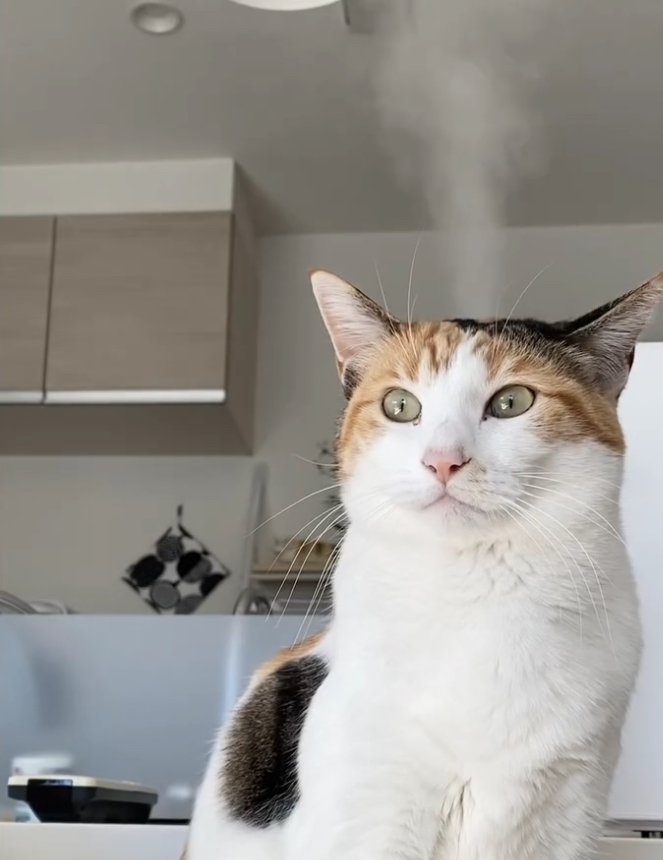 頭から湯気を出している目を開いた猫（半身）