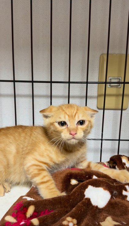 ケージの中で耳を伏せて警戒する茶トラの保護子猫