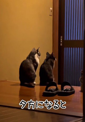 背筋を伸ばして並ぶ2匹の猫