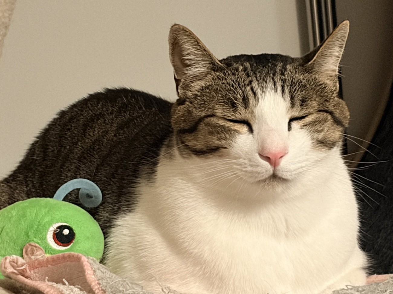 香箱座りで目をつぶってくつろぐ猫