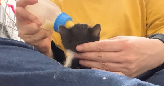 ミルクを飲む白黒子猫