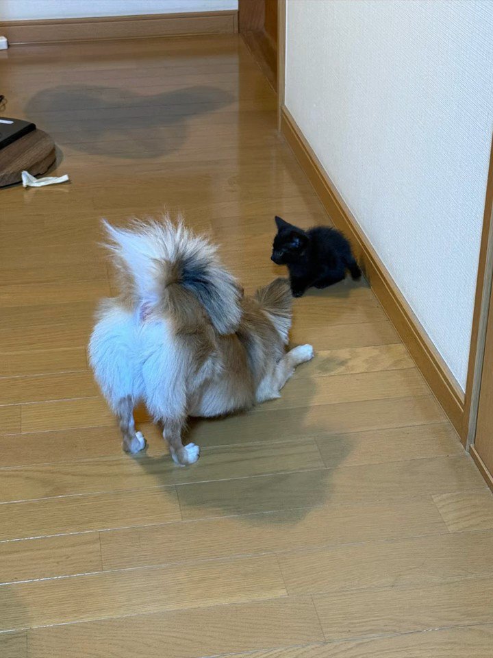 犬と向かい合う子猫