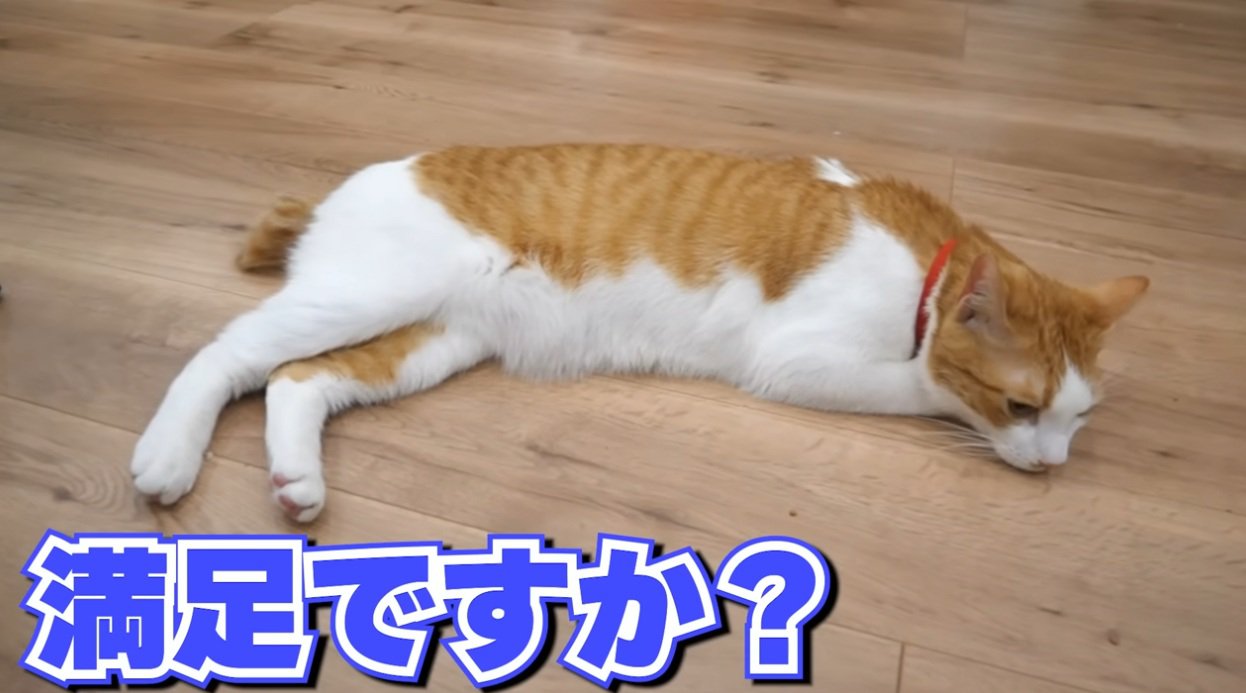 床に寝そべっている猫