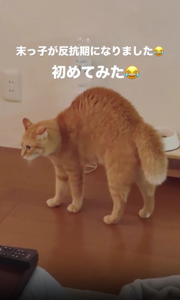 威嚇している猫