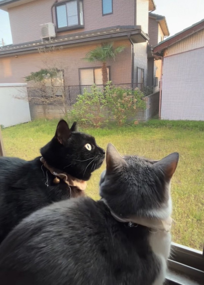 黒猫に驚く猫