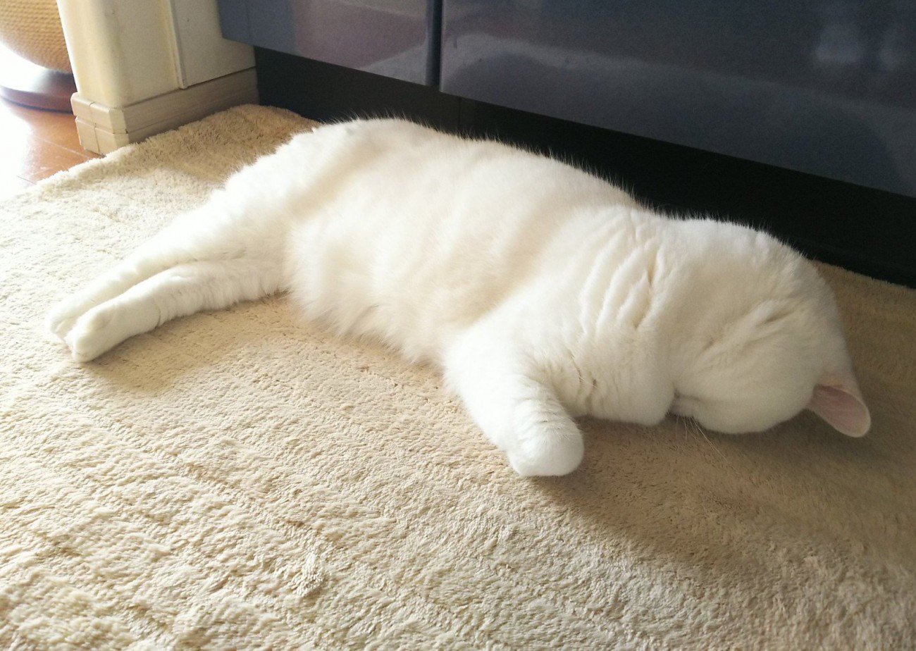 うつ伏せで寝る猫