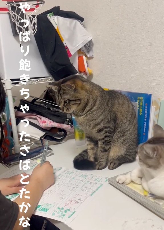 見下ろす猫