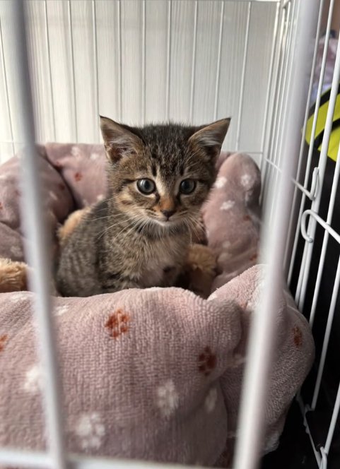 ケージの中でお座りをしている子猫