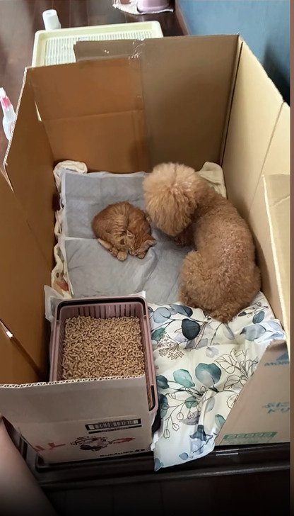 猫に寄り添う犬