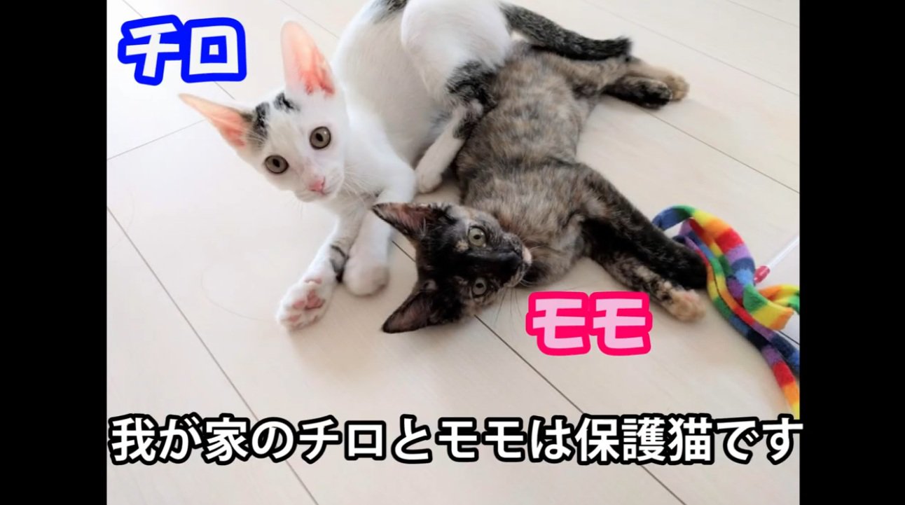 床に寝転がっている二匹の子猫