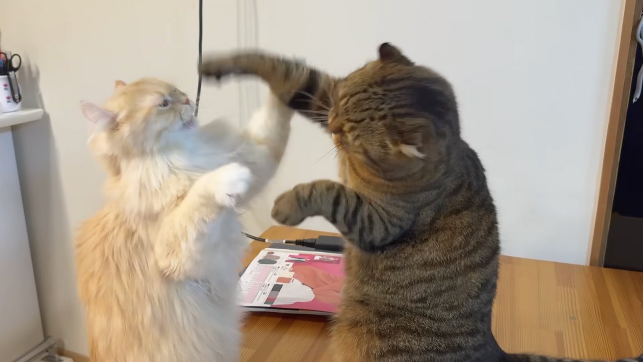 ふたり向き合ってパンチ