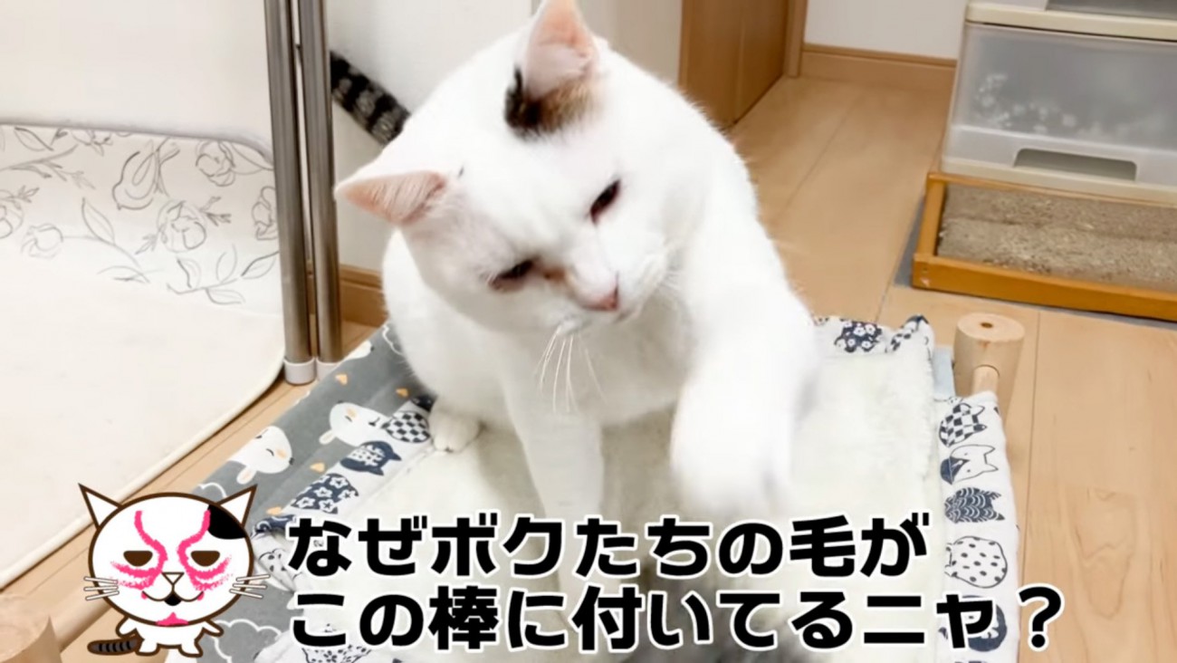 パンチする猫