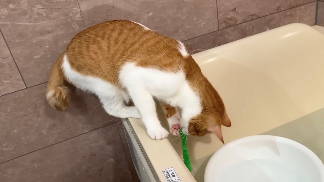 おもちゃを捕まえた茶白猫