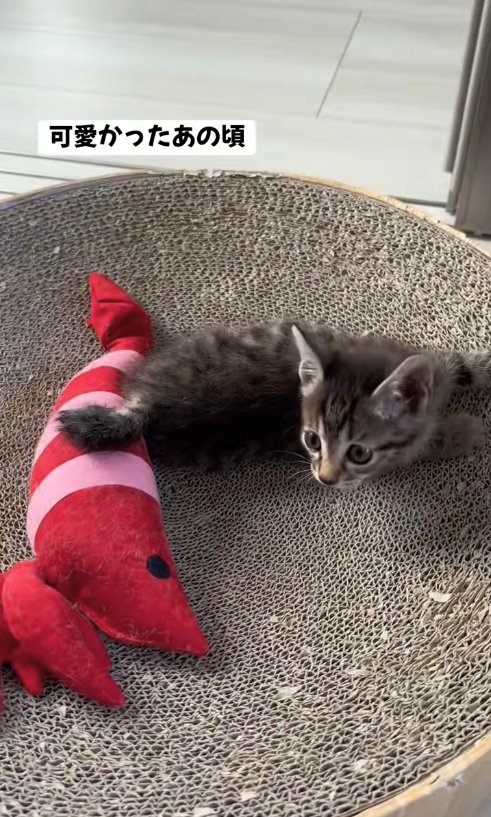 エビのぬいぐるみの隣にいる子猫