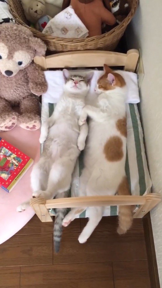 寄り添い合って眠る2頭の猫