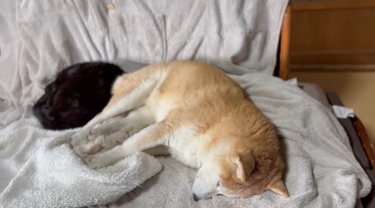 柴犬と寝る黒猫