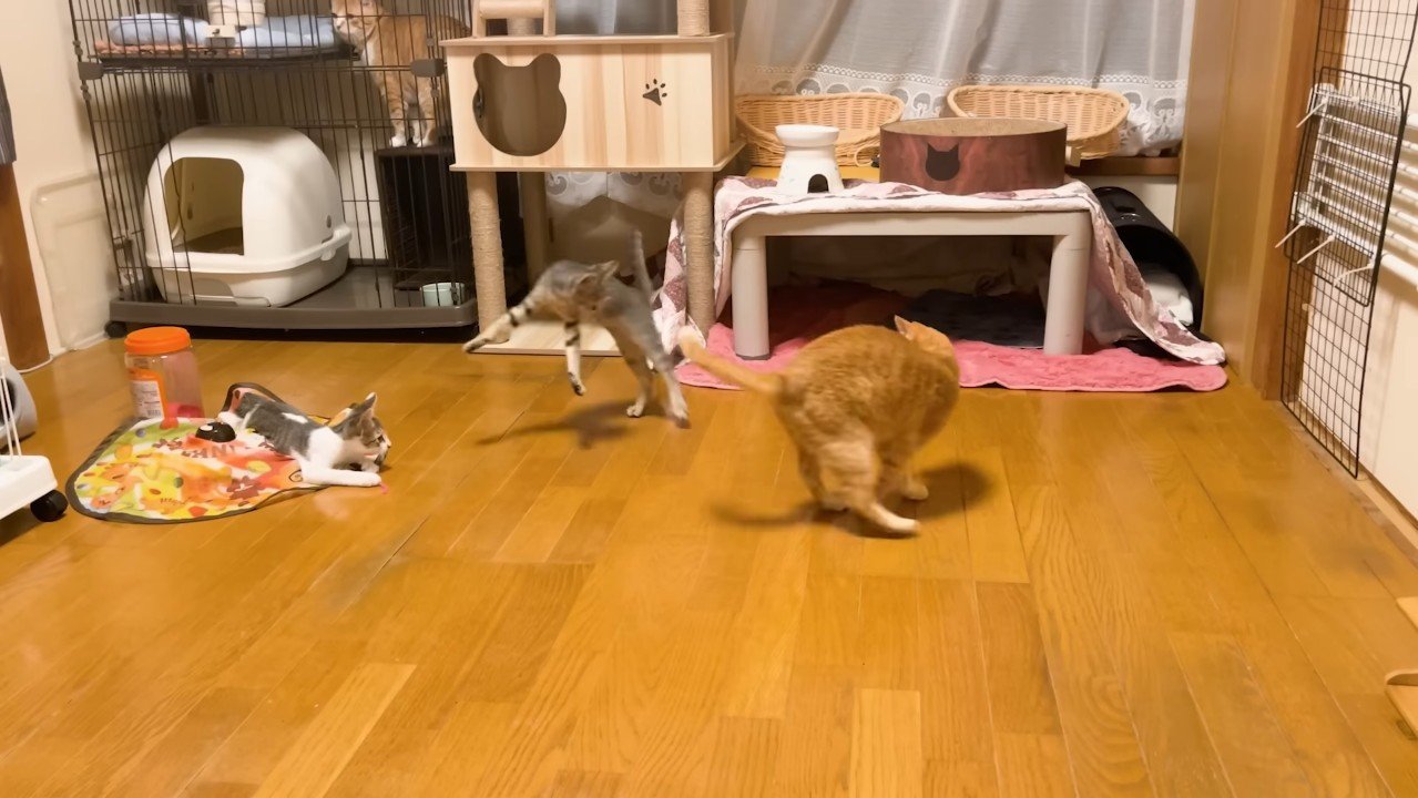 飛び跳ねるこうくん