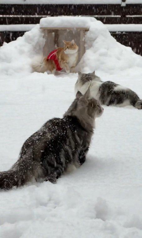 雪の中であたりを見回す猫達