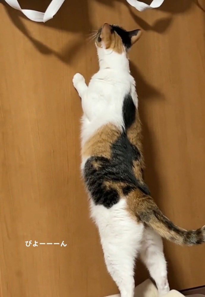体を伸ばす猫