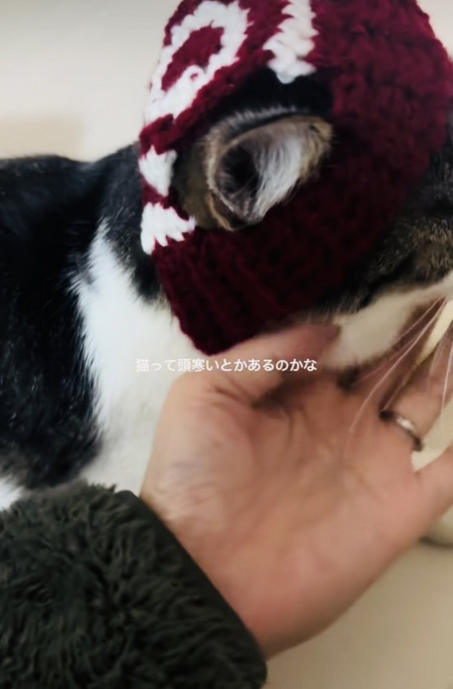手編みニット帽をかぶってママに撫でられるキジ白猫