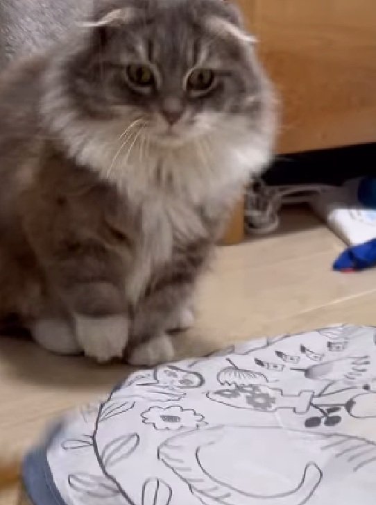 真剣な猫
