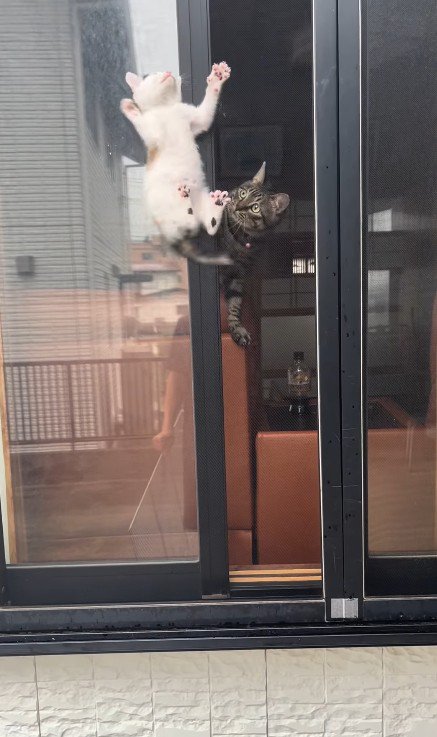 窓の隙間の子猫と見守る猫