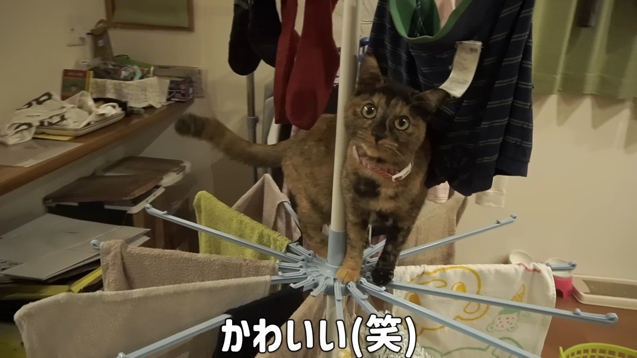 物干し上でカメラ目線