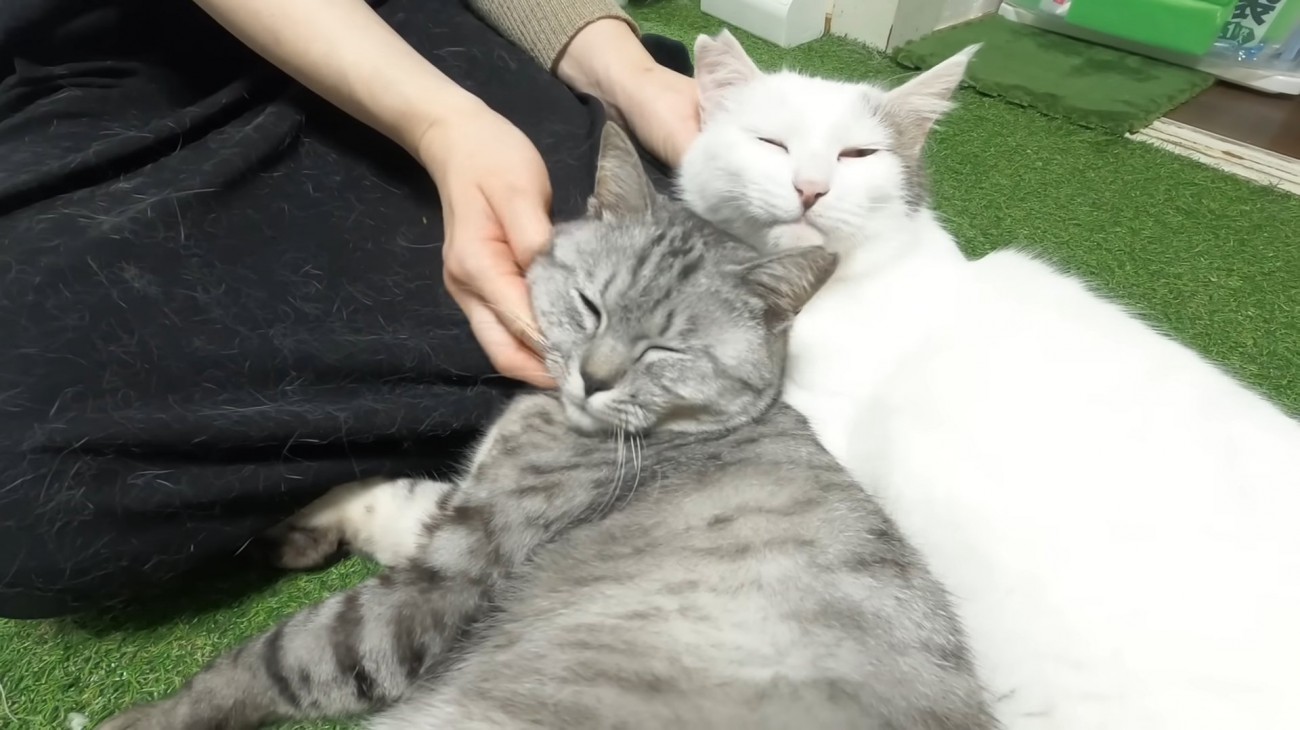 なでられる2匹の猫