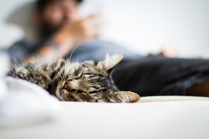 猫が添い寝してくる時の理由と5つの気持ち