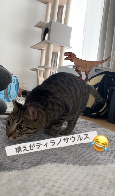 頭を下げてお尻を上げている猫