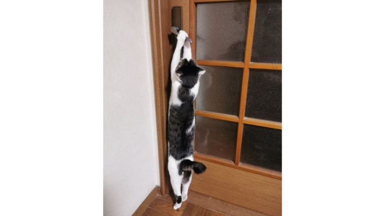 ドアを開ける猫