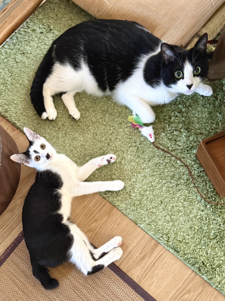 白黒柄の猫2匹