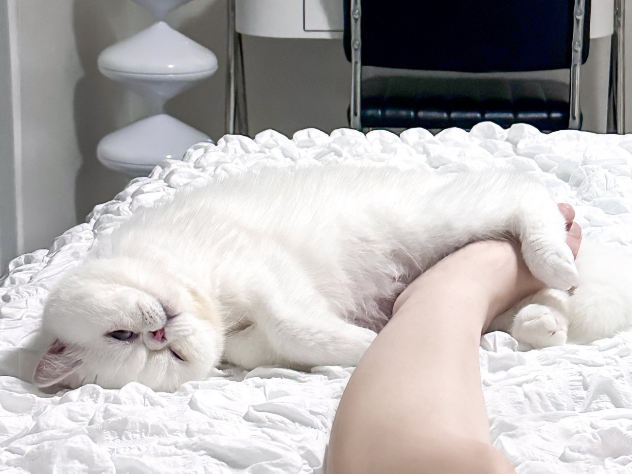 飼い主の足をホールドして寝転ぶ猫