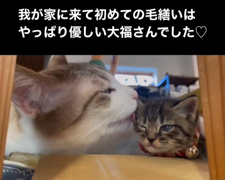 顔を毛づくろいされる子猫