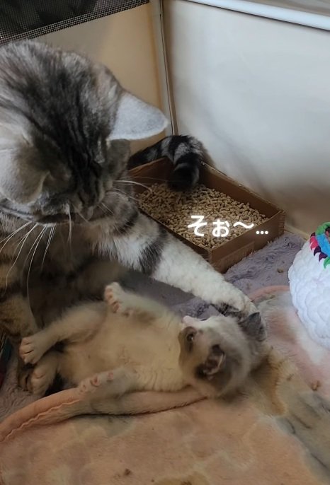 大人猫にかまわれている子猫