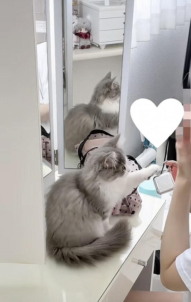 コスメに手を伸ばす猫の写真1