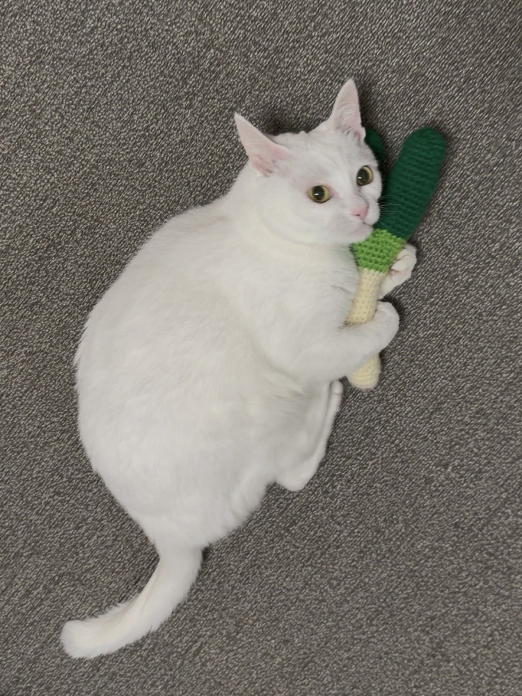 おもちゃを抱えてじっと飼い主を見上げる白猫