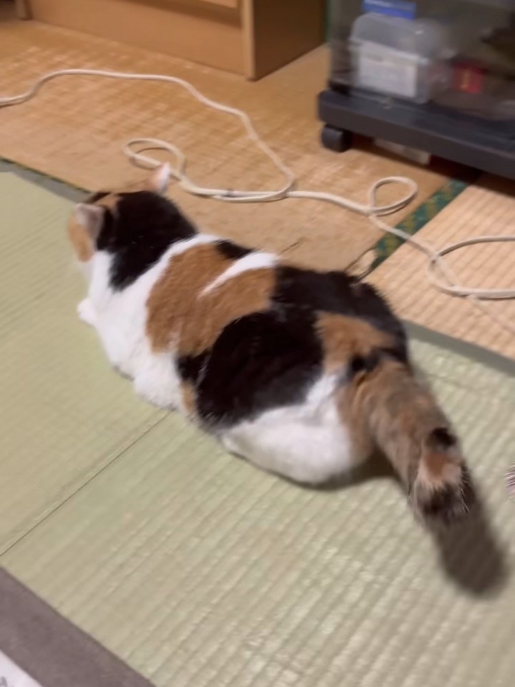 伏せの姿勢の猫
