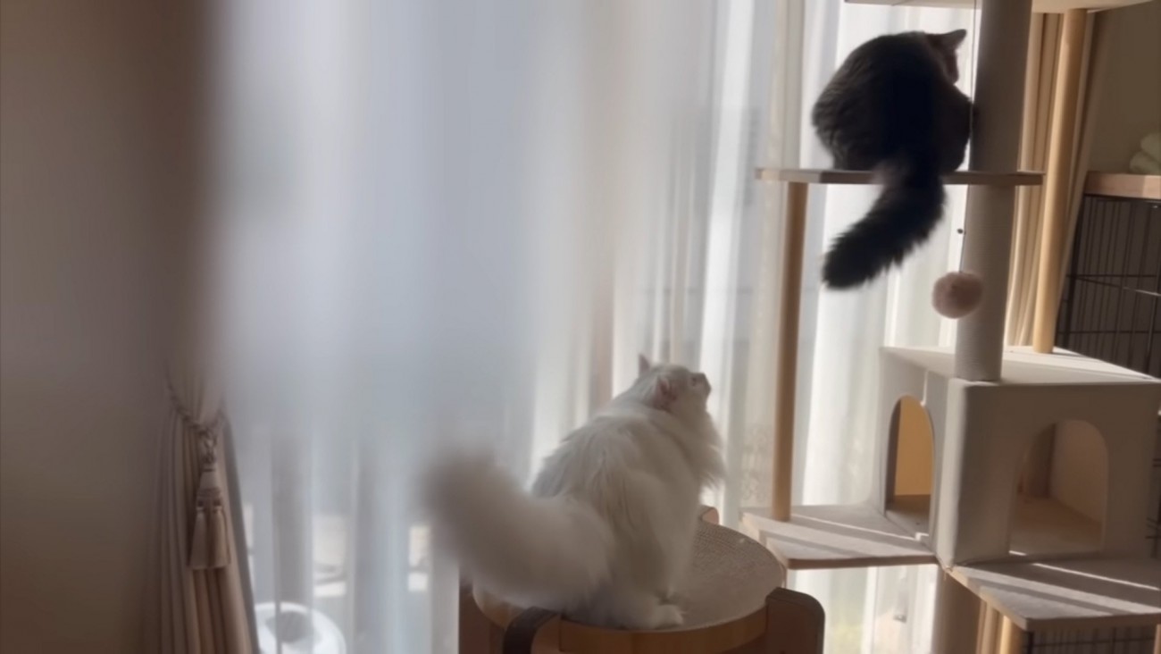 誘う猫