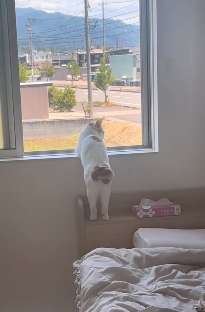 窓の外を眺める猫の後ろ姿