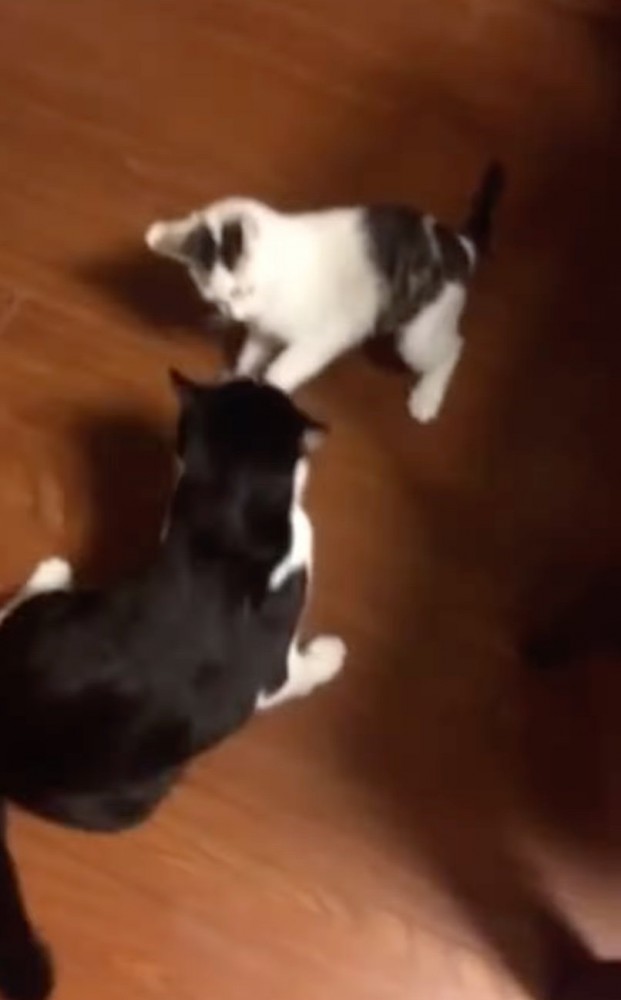 2匹で戯れ合う猫