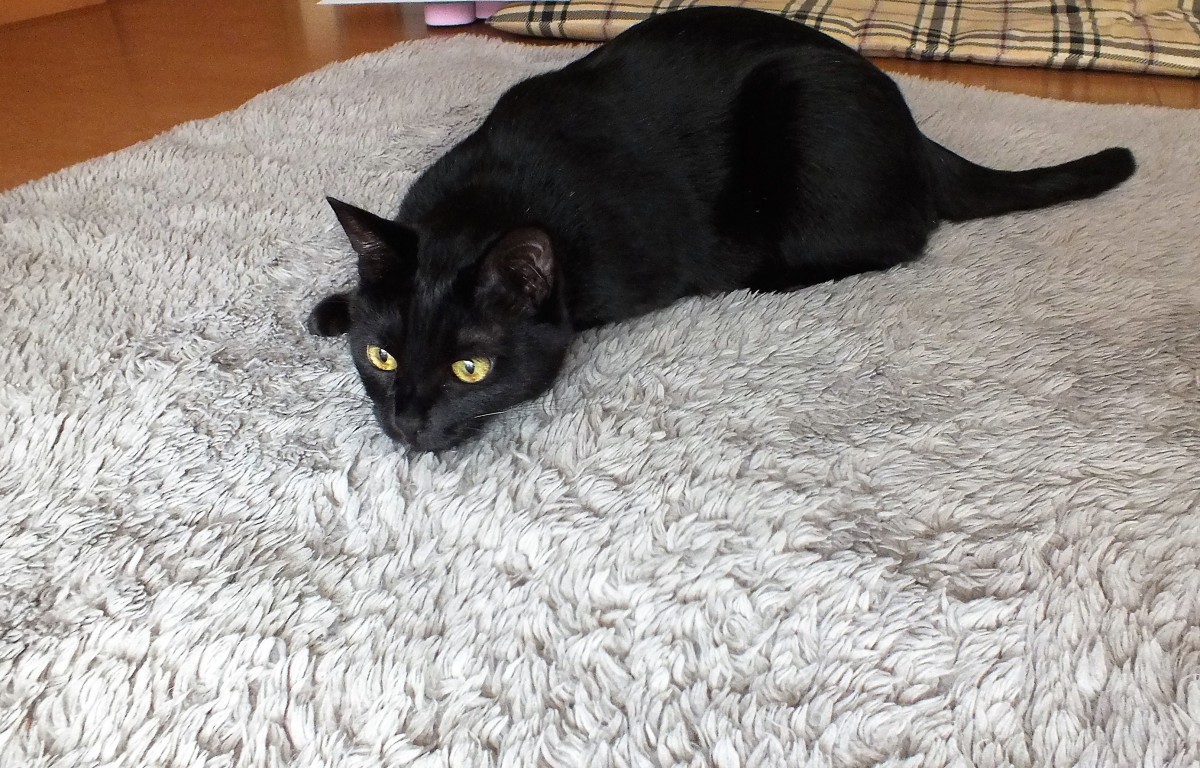 ミカンネットを丸めるだけ！猫の為の『簡単格安コロコロボール』を作ってみた！