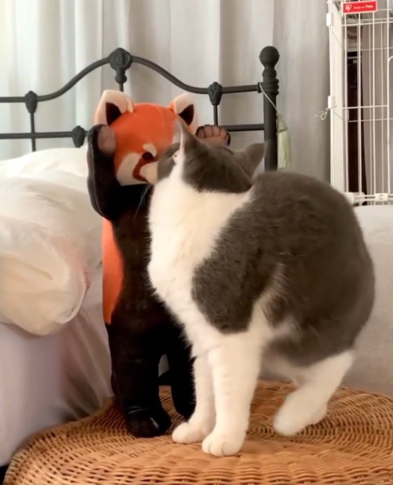 レッサーパンダのぬいぐるみに顔を近づける猫