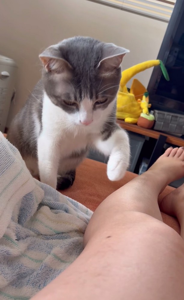 前足を伸ばす猫