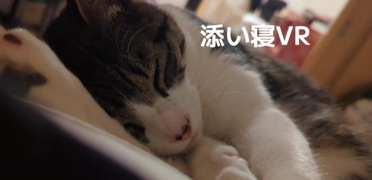 眠る猫