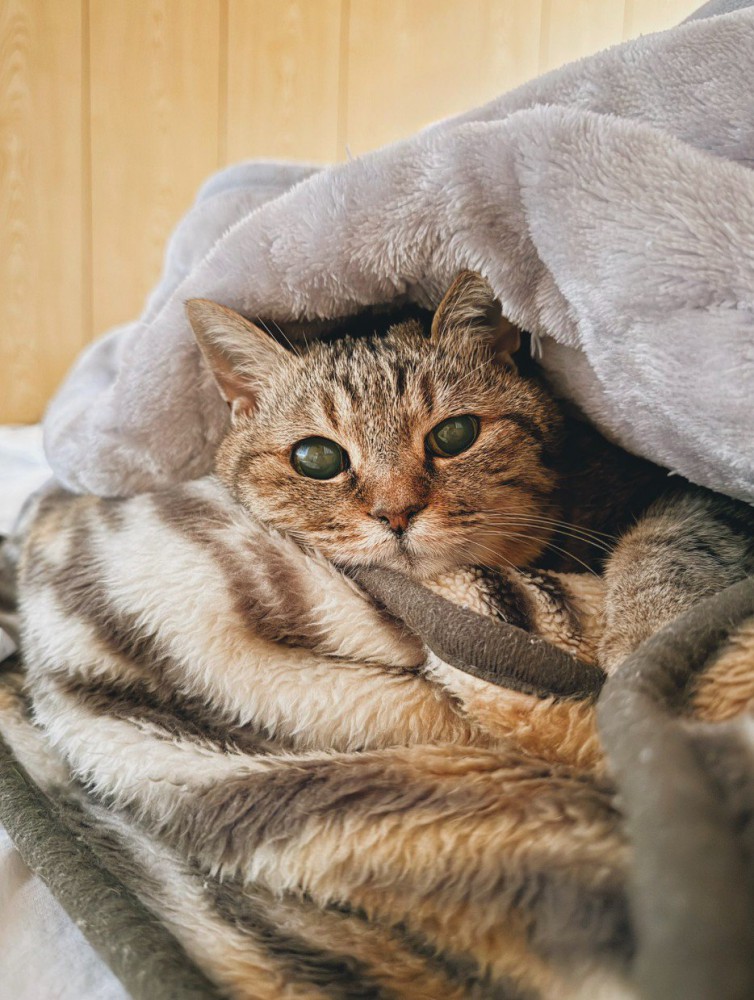 毛布にくるまった猫