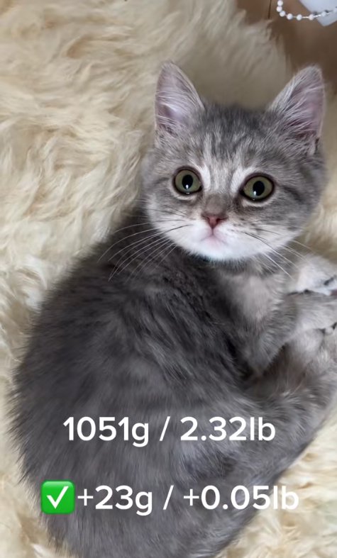 ムートンの上で横になって画面左上を見上げている子猫